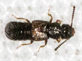 Anotylus nitidulus
